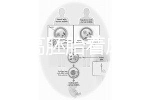 怎么提高胚胎著床率？答案是PGT加上第三代試管(PGD/PGS)