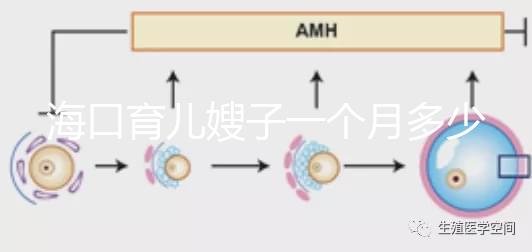 海口育兒嫂子一個(gè)月多少錢(qián),哪個(gè)好答案總結(jié),新手父母必須看