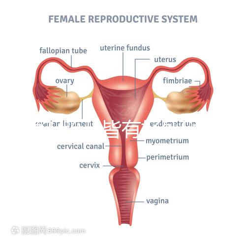 孕婦/胎兒皆有好處!淺談孕期女性服用dha的作用